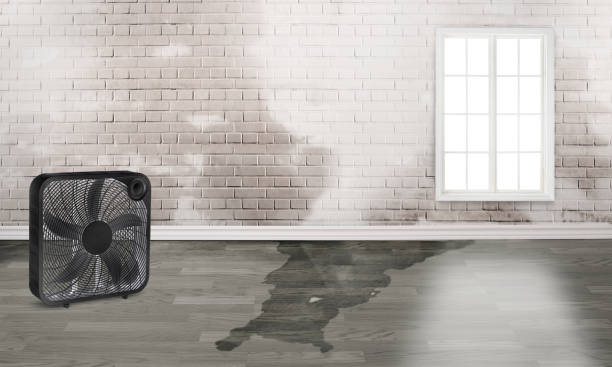 Best Water damage cleanup near me  in Newport, DE