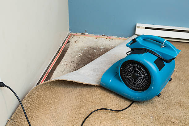 Best Mold removal after water damage  in Newport, DE